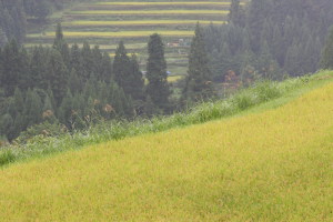 峠からみた棚田 峠からみた棚田