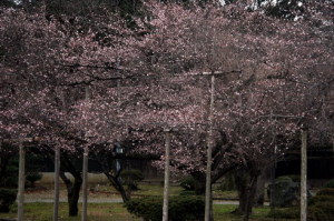 二季咲き桜