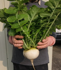 めづらしい野菜 めづらしい野菜