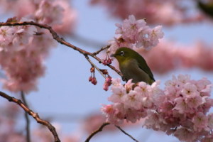 ヒガン桜とメジロ