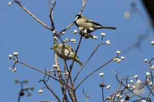 メジロとシジュウカラ