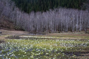 池ケ原湿原