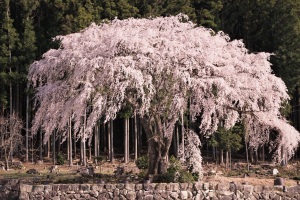 白川町水戸野の枝垂れ桜