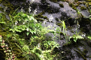 崖にはオオバギボウシが自生している。
