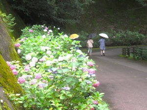 紫陽花の散歩道