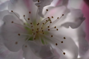 花桃の花